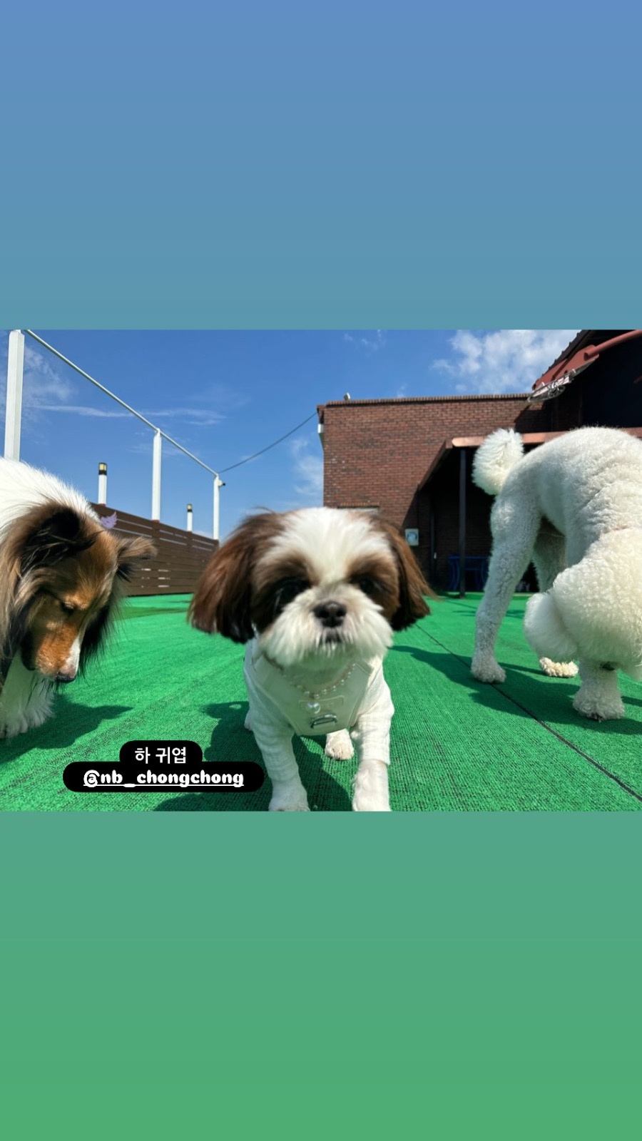 네발총총 애견유치원 picture 0