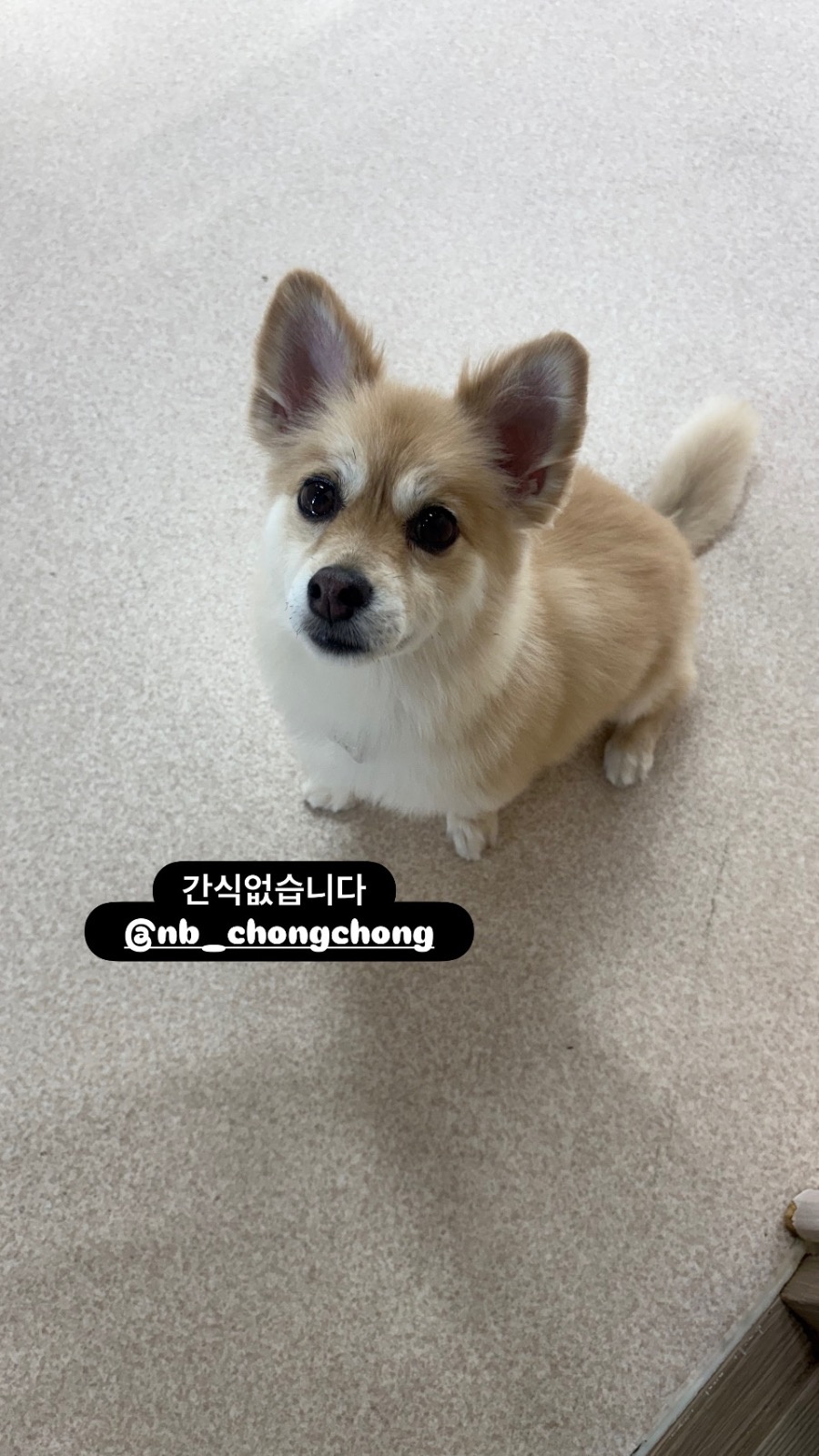 네발총총 애견유치원 picture 6