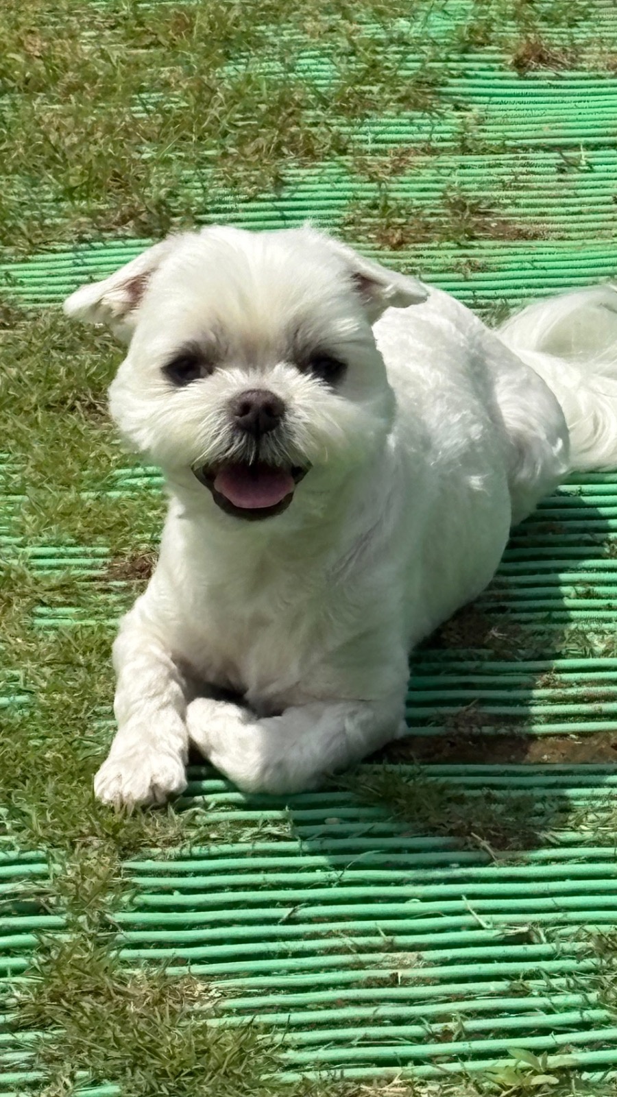네발총총 애견유치원 picture 4