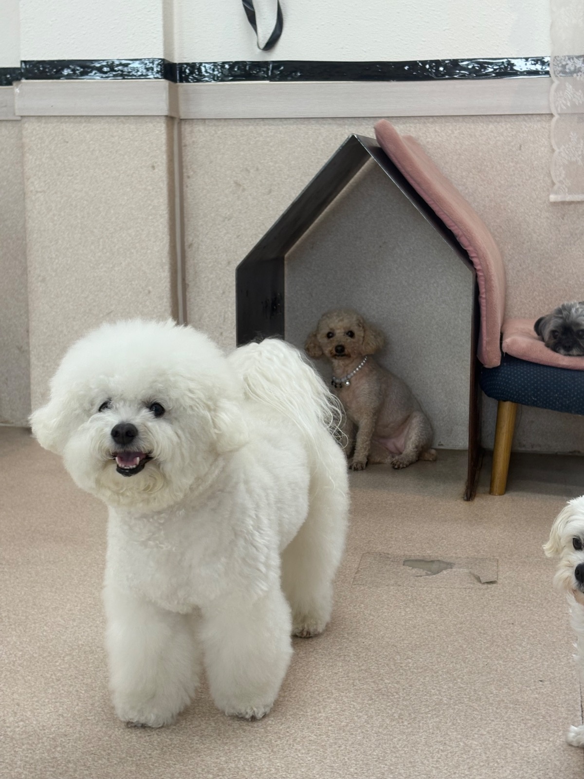네발총총 애견유치원 picture 7