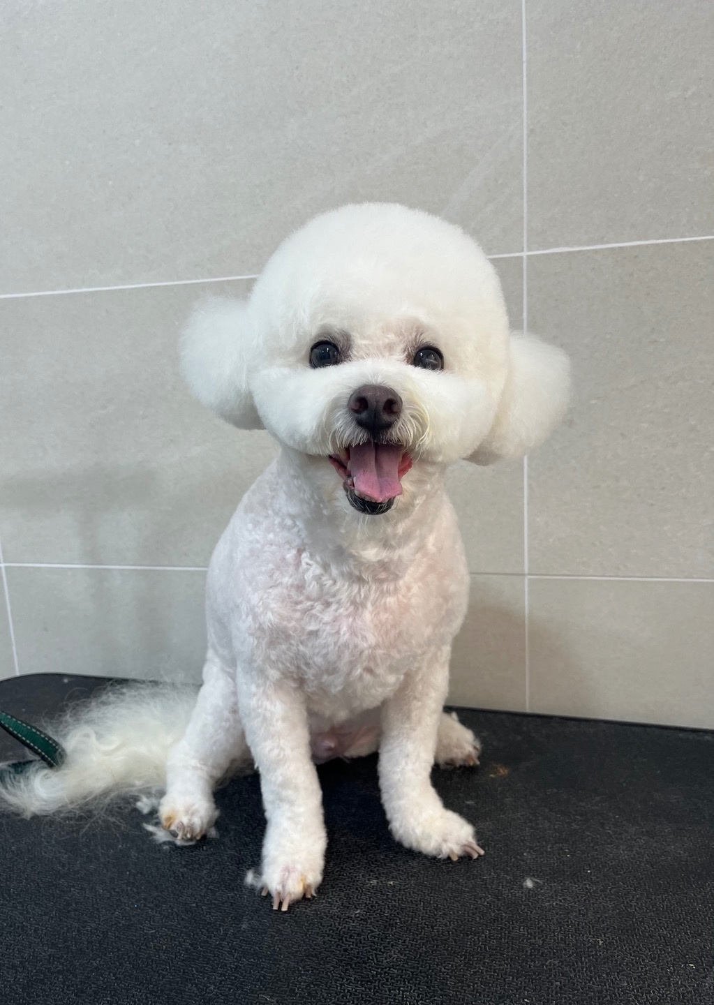 전포동 반려견미용실 몽아뜨 picture 6