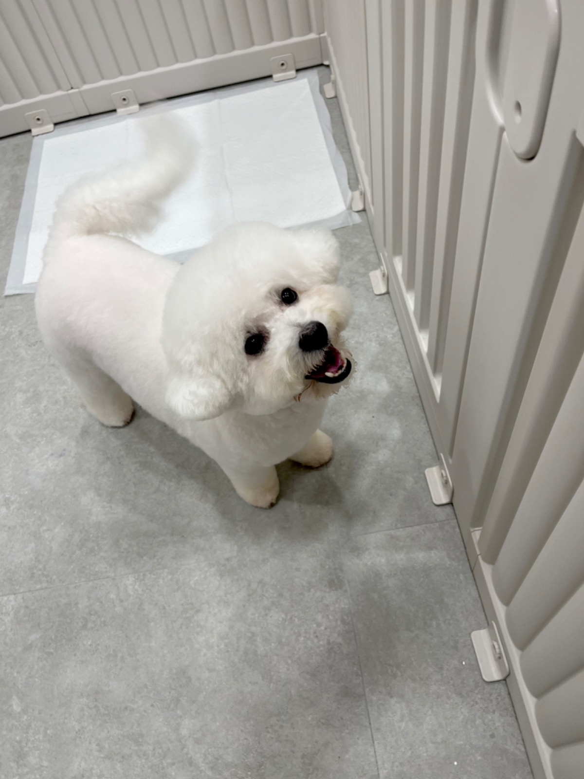 전포동 반려견미용실 몽아뜨 picture 8