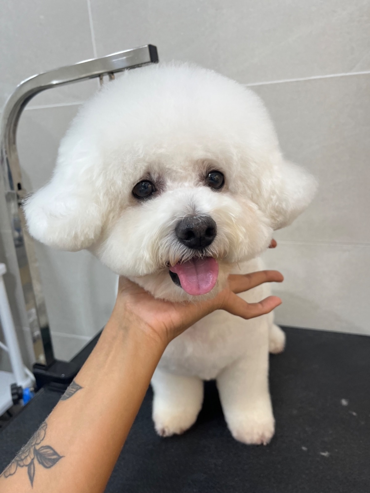 전포동 반려견미용실 몽아뜨 picture 9