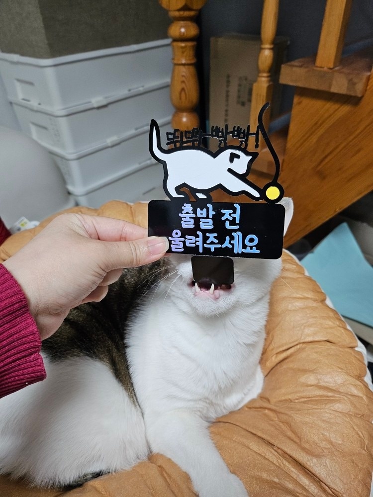 야옹이네 토퍼 picture 6