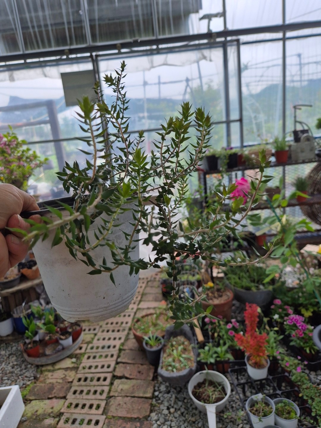 뜸북새 야생화 picture 2
