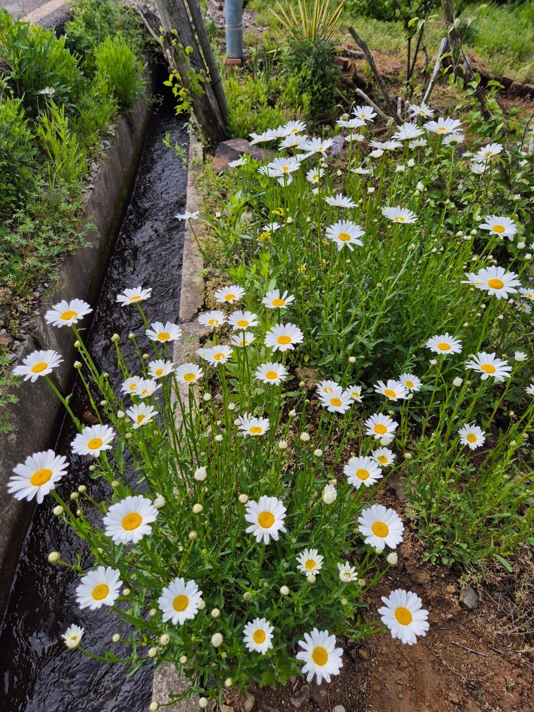 뜸북새 야생화 picture 1