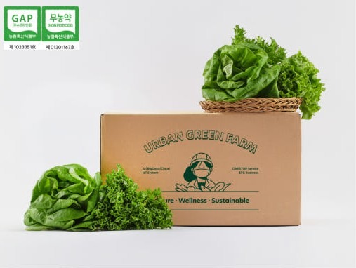 무농약 친환경 유러피안 샐러드 상추 1kg 상품 썸네일