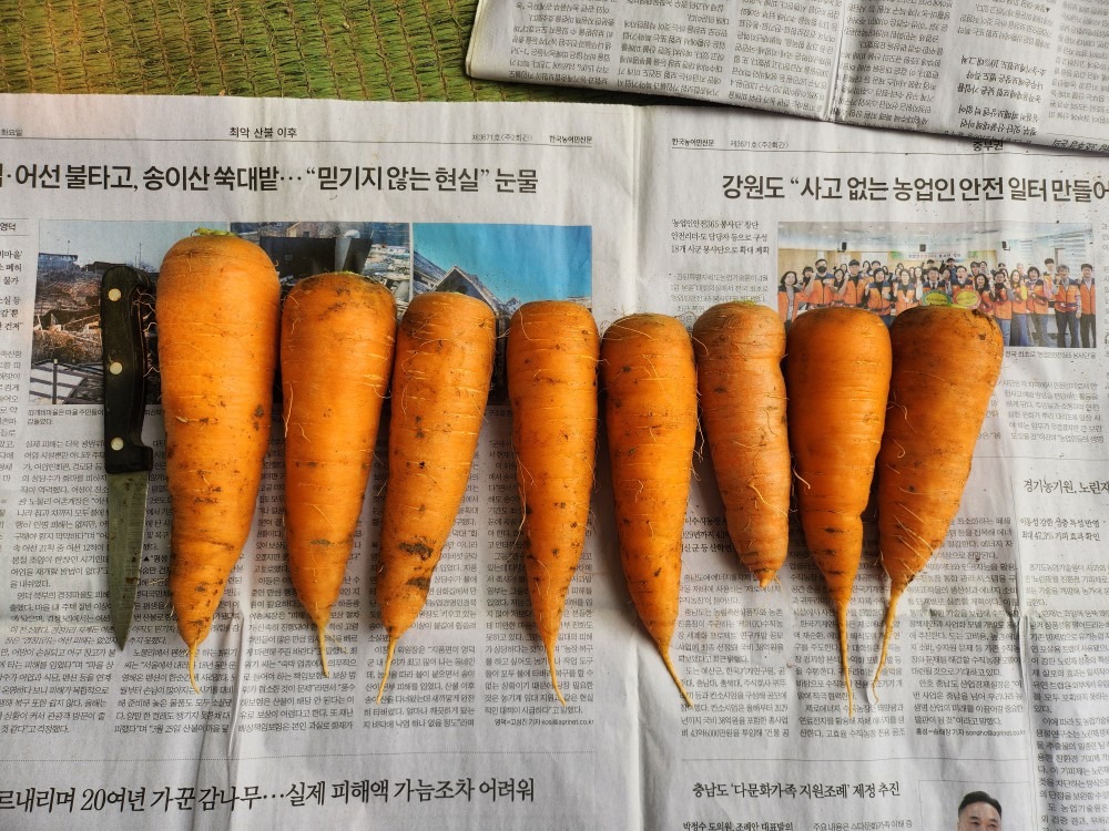 무농약인증  당근 상품 썸네일