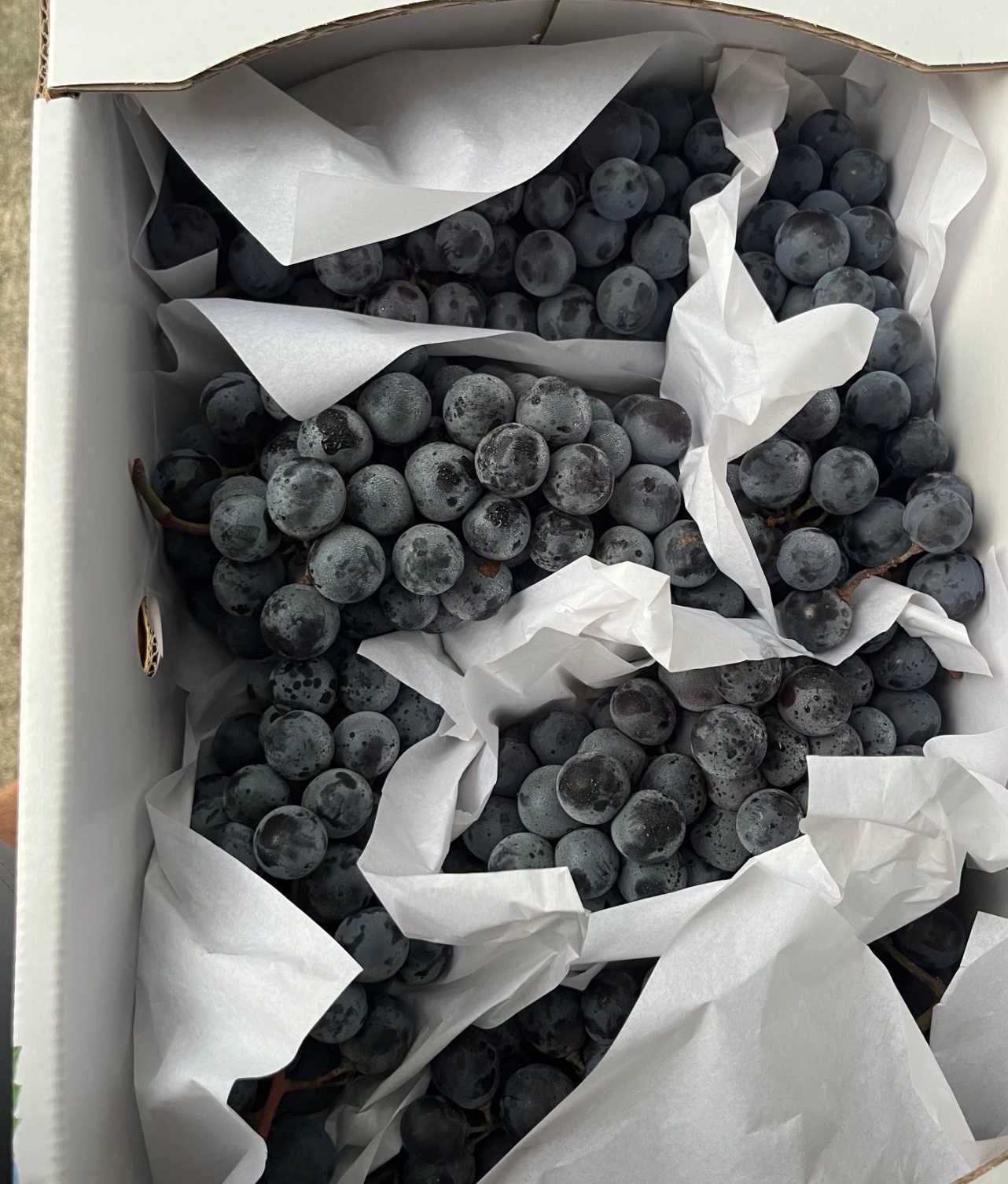 알이 꽉 찬 경산 머루포도 올가을 당도최고 ! 1kg/2kg 상품 썸네일