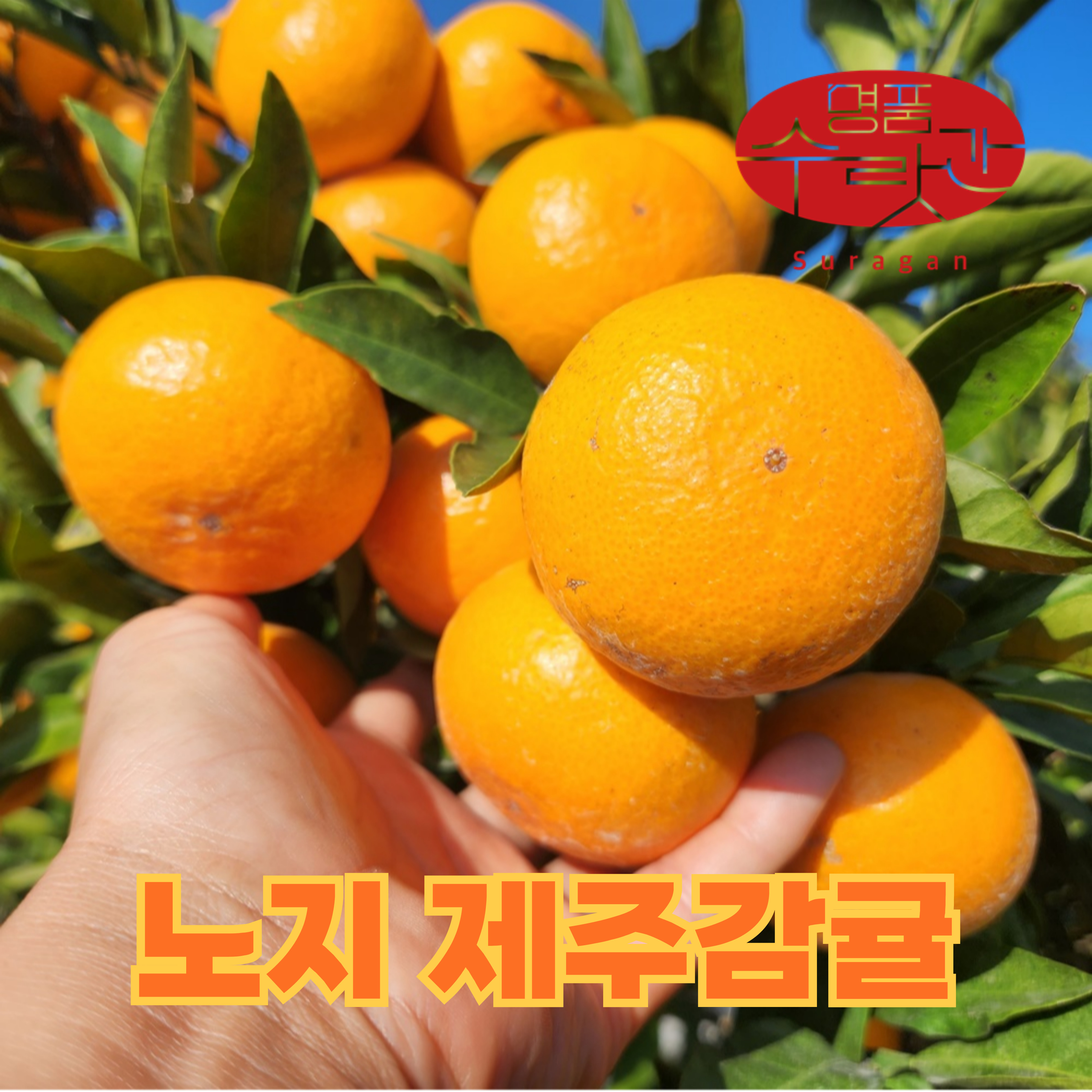 명품수랏간 청정 제주 조생감귤 product thumbnail