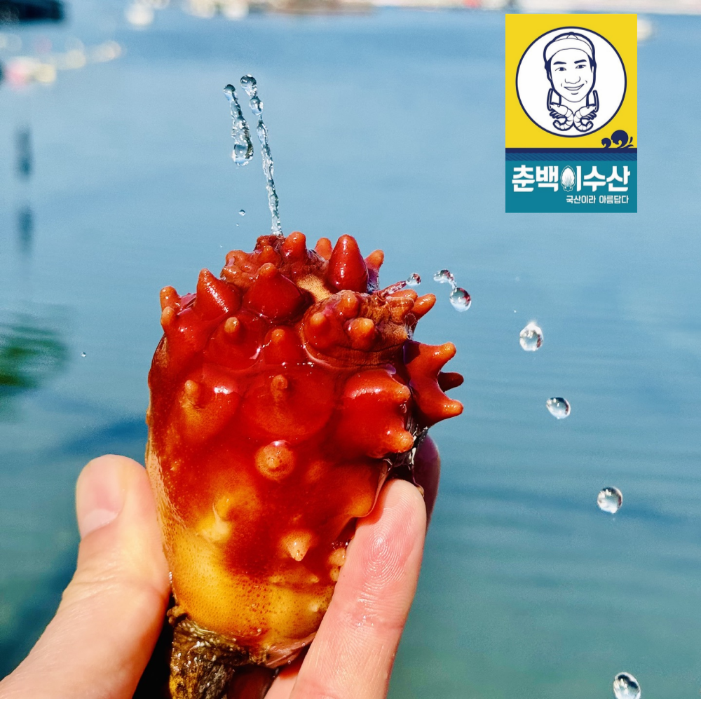 급냉) 알 멍게500g product thumbnail