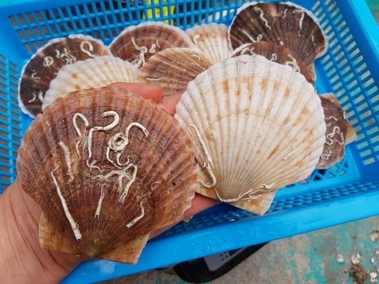 북해도 활 왕 가리비(1KG) 상품 썸네일