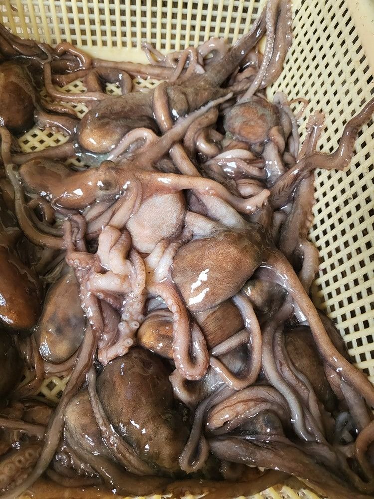 해루질 천안팀! 앨범 사진