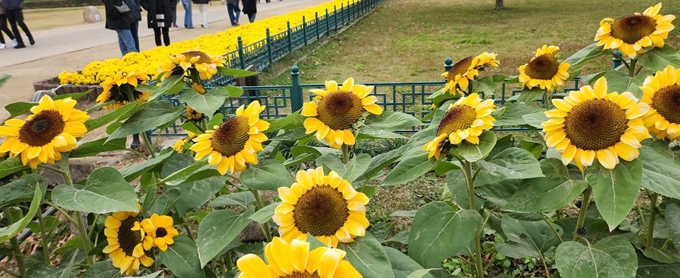 외로운사람끼리 모임. 앨범 사진