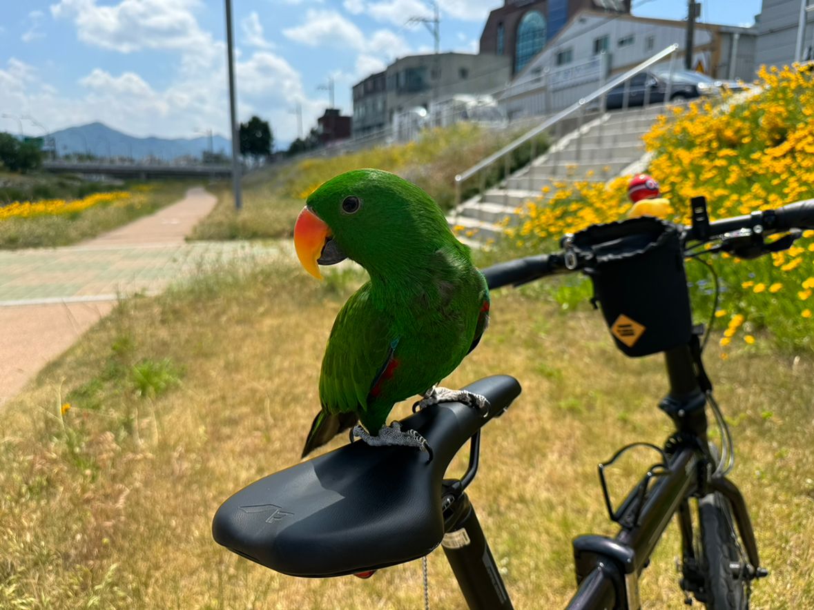 🕊앵무새 친목모임🕊 앨범 사진