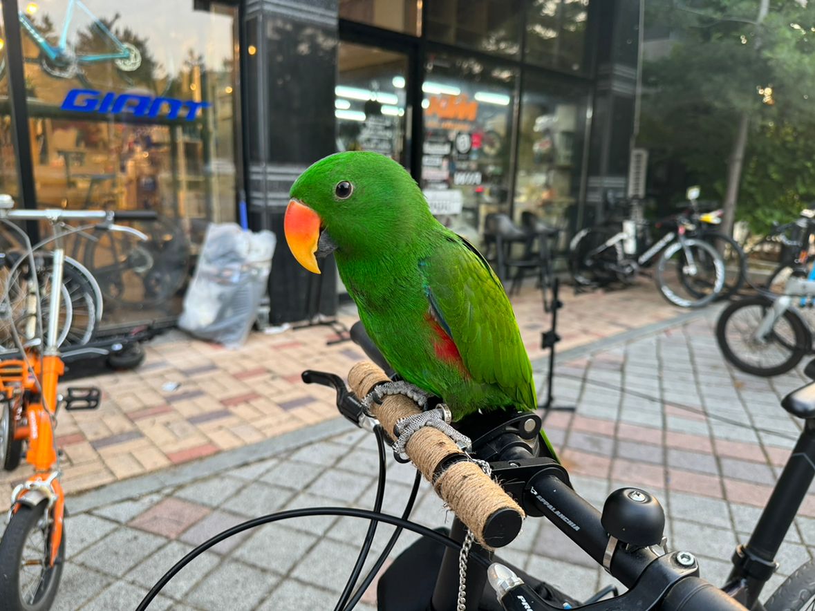 🕊앵무새 친목모임🕊 앨범 사진