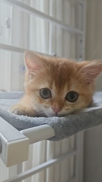 냥집사모임🐈🐈‍⬛ 앨범 사진