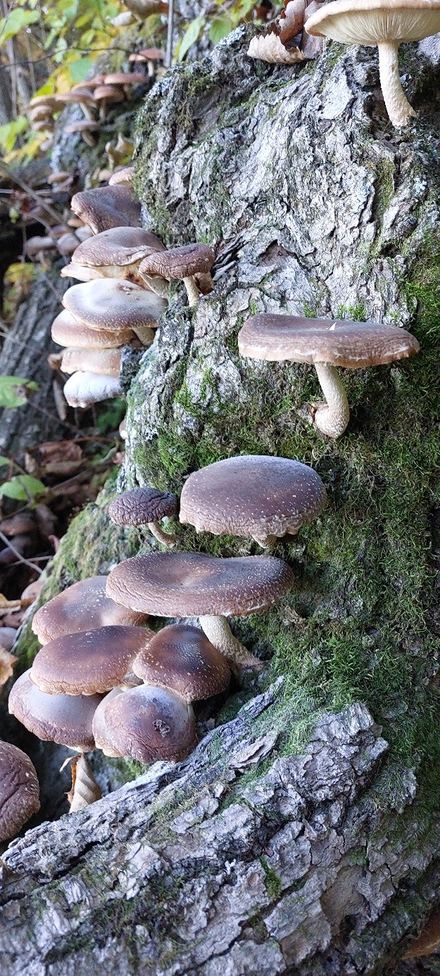 군포 산약초 앨범 사진