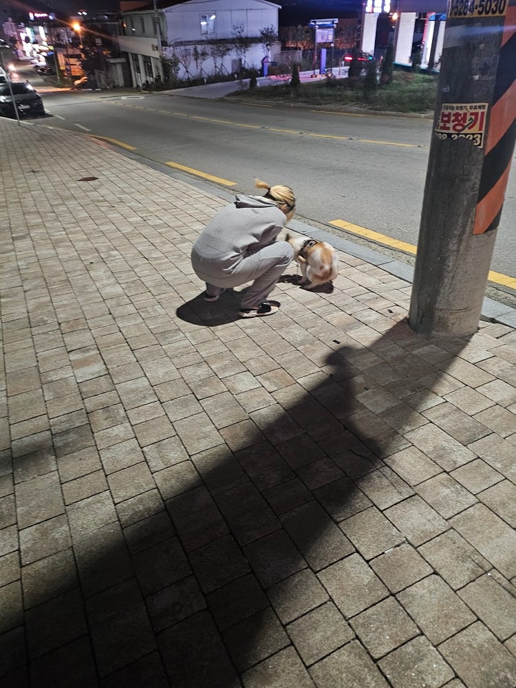 캠핑과 강아지 반려동물사랑 앨범 사진