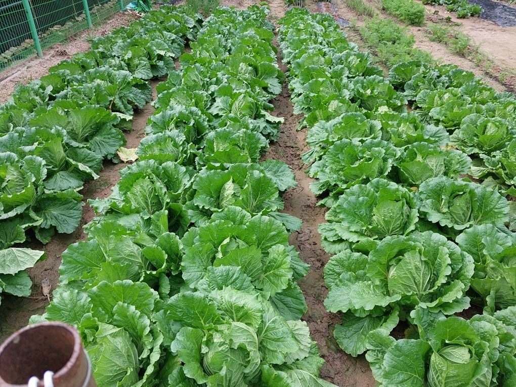 주말농장 앨범 사진