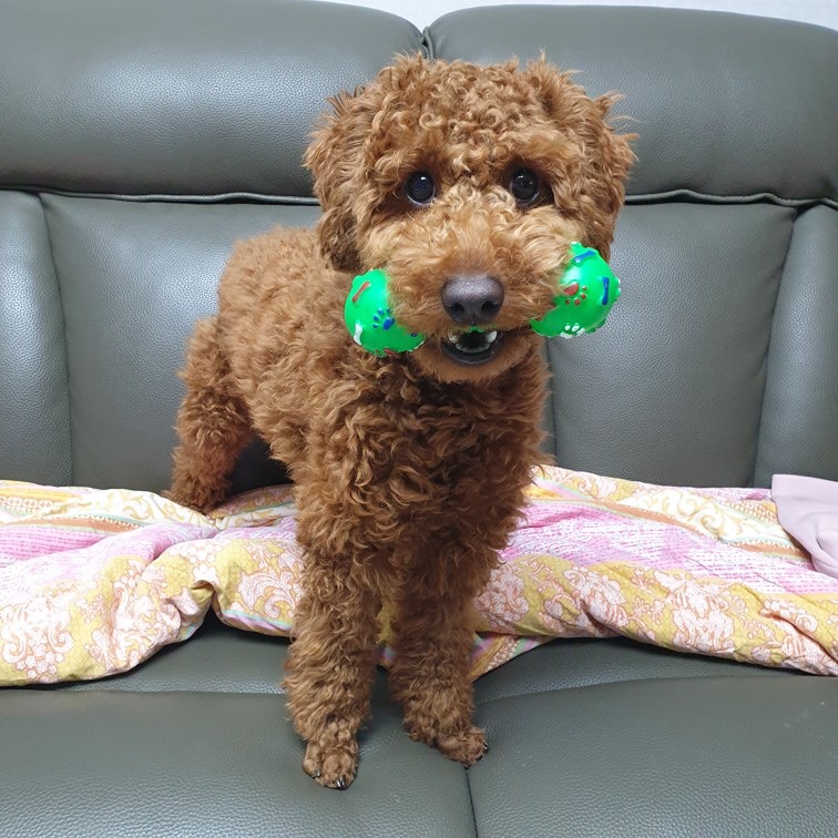 안녕하세요~ 임학동에 살고있고 11개월 남아 푸들 키우고 있습니다!!
