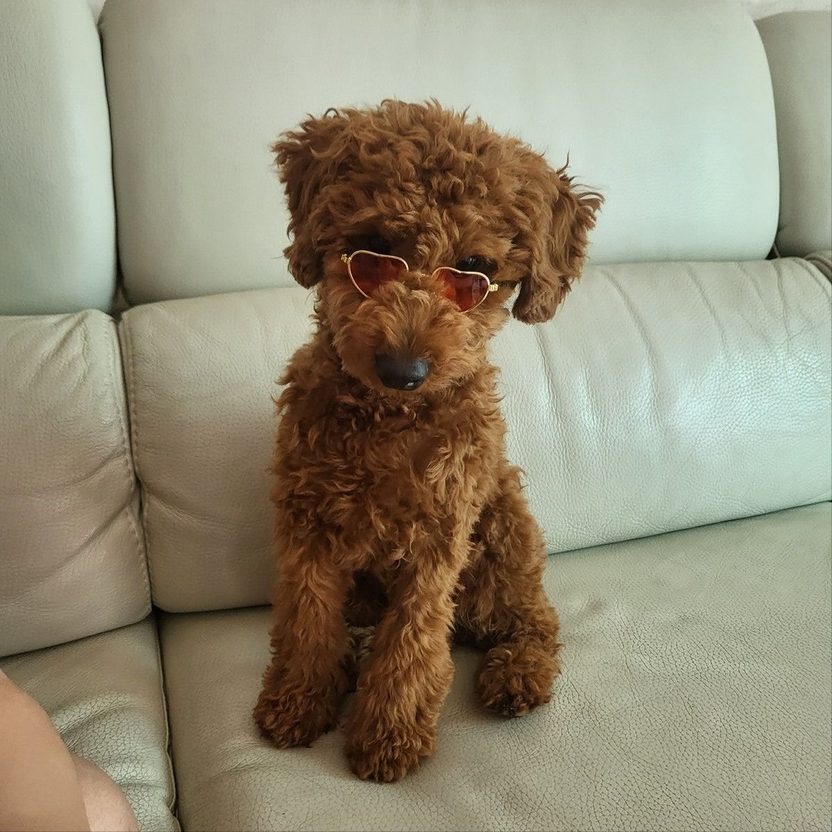 댕댕클럽 앨범 사진