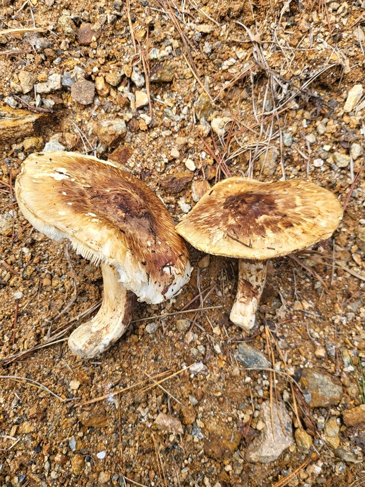 록수약초산행. 앨범 사진