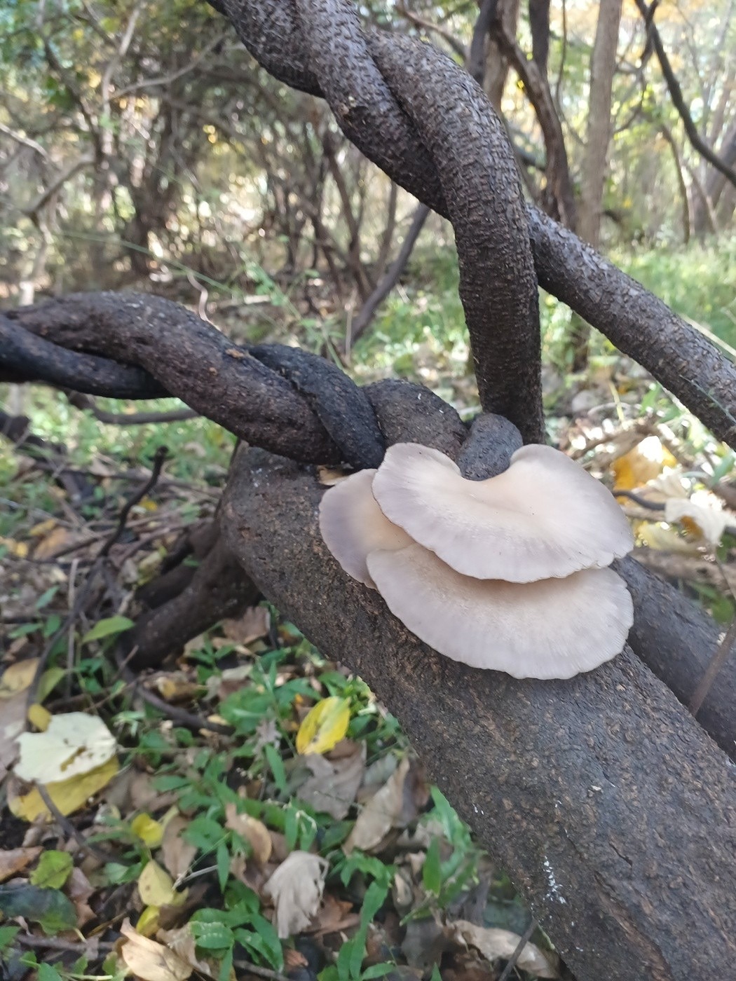 산약초 산행 앨범 사진