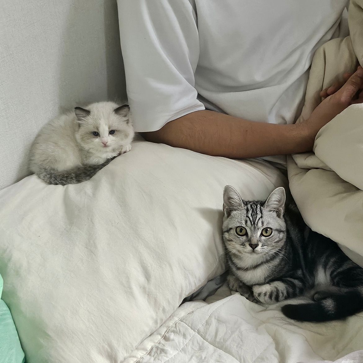 냥이들의 하루 앨범 사진