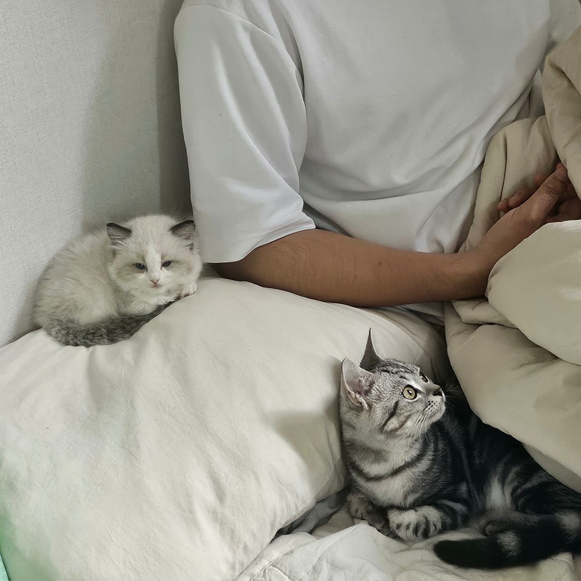 냥이들의 하루 앨범 사진