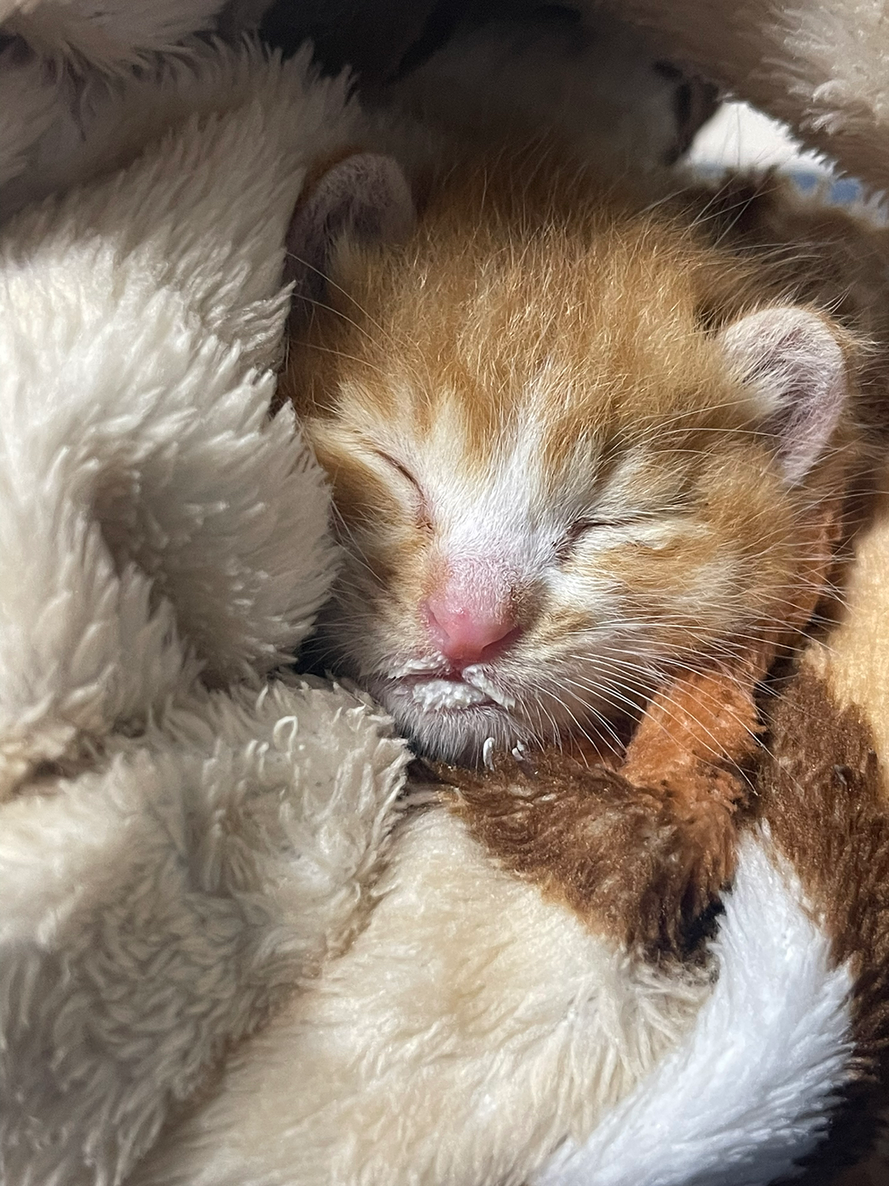 고양이 수다 게시판(반려묘, 길냥이 가능) 앨범 사진