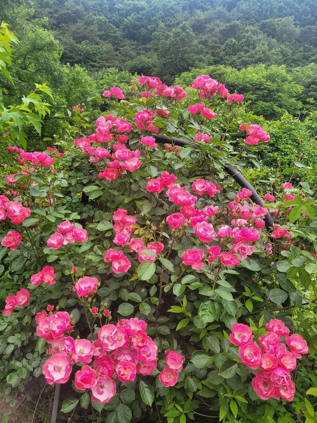 꽃사랑 앨범 사진