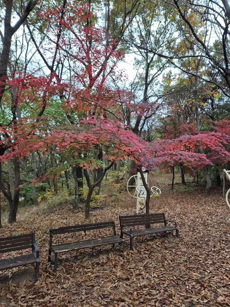 바람이 엄청부는 일요일 아침.
상쾌한 바람 맞으며 올라간 황방산 산행
정상에서 서고사를 두번 오르락내르락하고 
효자공원쪽으로 내려갔다 올라오며 채운 산행량~
약간 모자란건 집까지 걸어온걸루 채우고 ㅎㅎ
단풍이 너무 예쁘고 쌀쌀한 날씨에 참여해주신 신입 놀부아재님.운해님.전주안녕님.휘파람님.지음님.쫑아님.초록님.감사드립니다
다음산행에 또 뵈어요