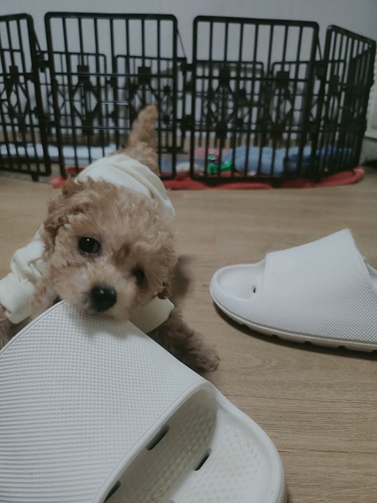 반갑습니다 ~^^
우리 우식이도 저도 친구가 필요해요