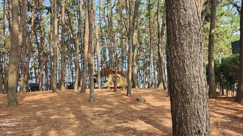 👭 여자들끼리 캠핑가요 ⛺️ 앨범 사진