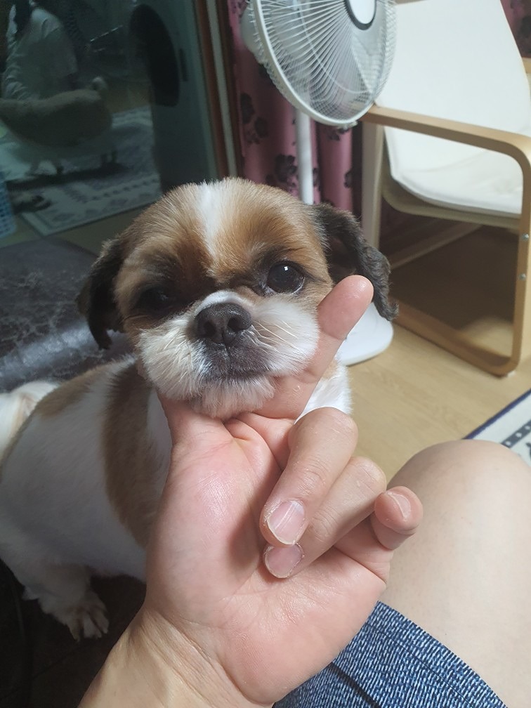 알머리컷은 잘 안됨 ㅠㅠ
