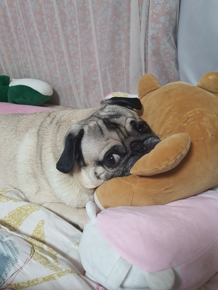 미용안하는 봉식이