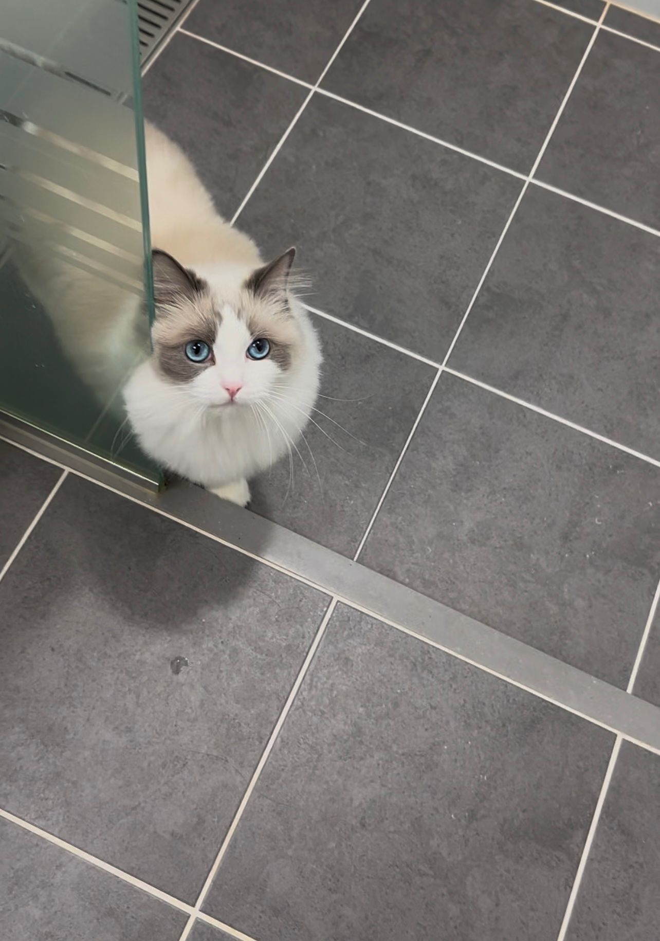 냥집사들😻