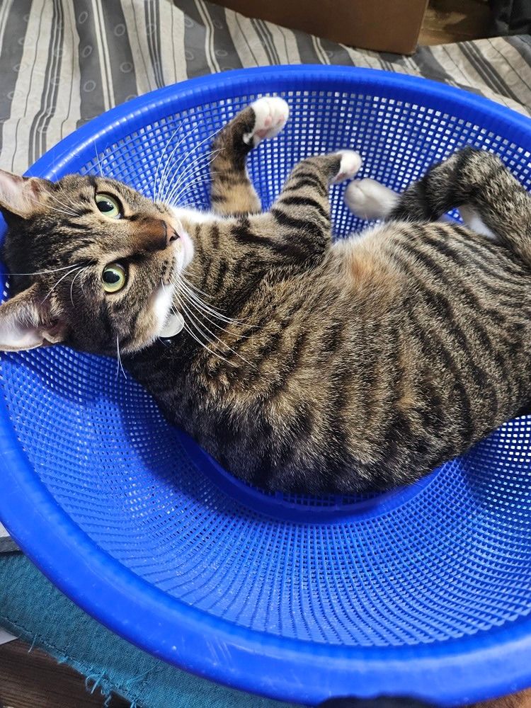 반려동물 친구🐶🐱 앨범 사진