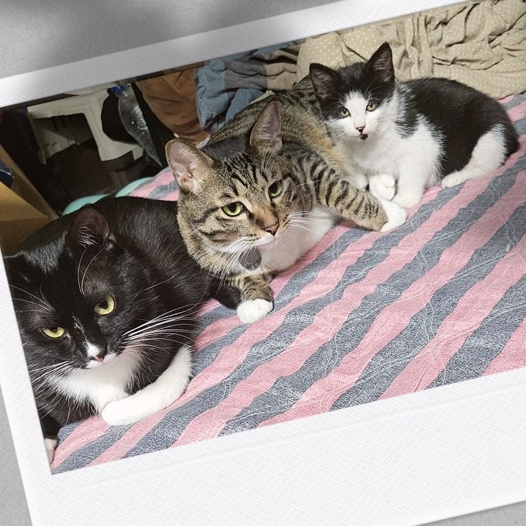 반려동물 친구🐶🐱 앨범 사진