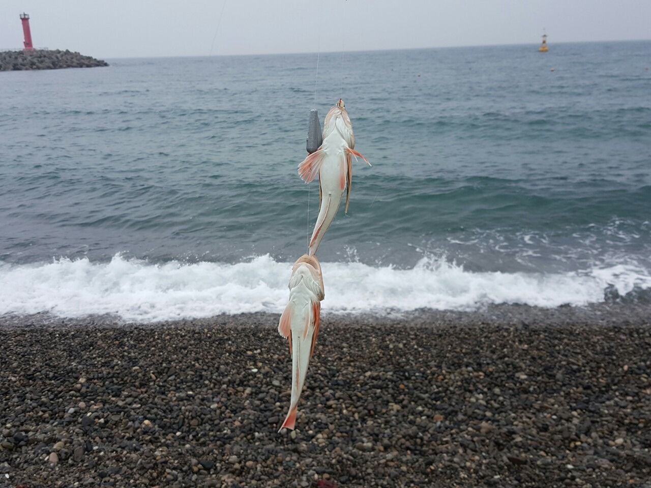 바다낚시 초보모임 앨범 사진