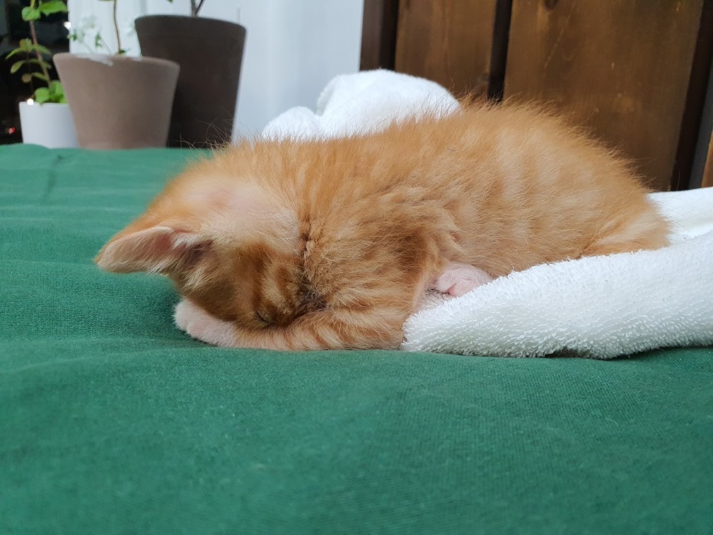 기도하는고양이^^ 어릴때 이렇게 기도를 하더라구요 ㅋ