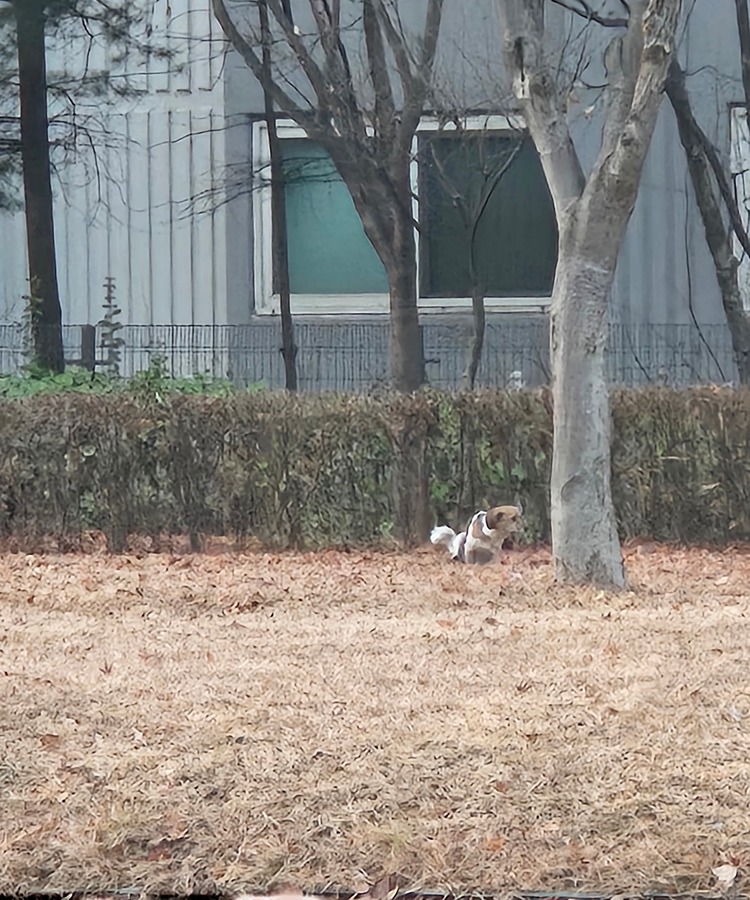 붕어앤코 연희대우아파트 정문 붕어빵집