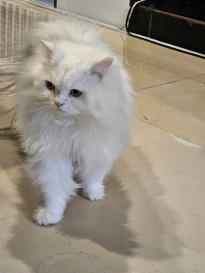 13번째고양이