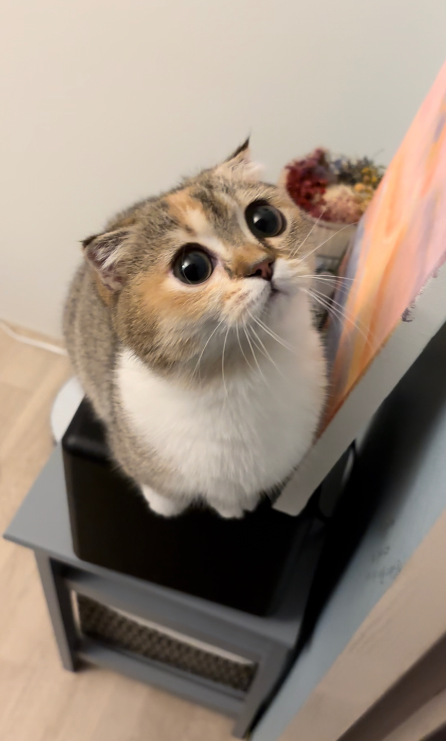 장화신은 고양이