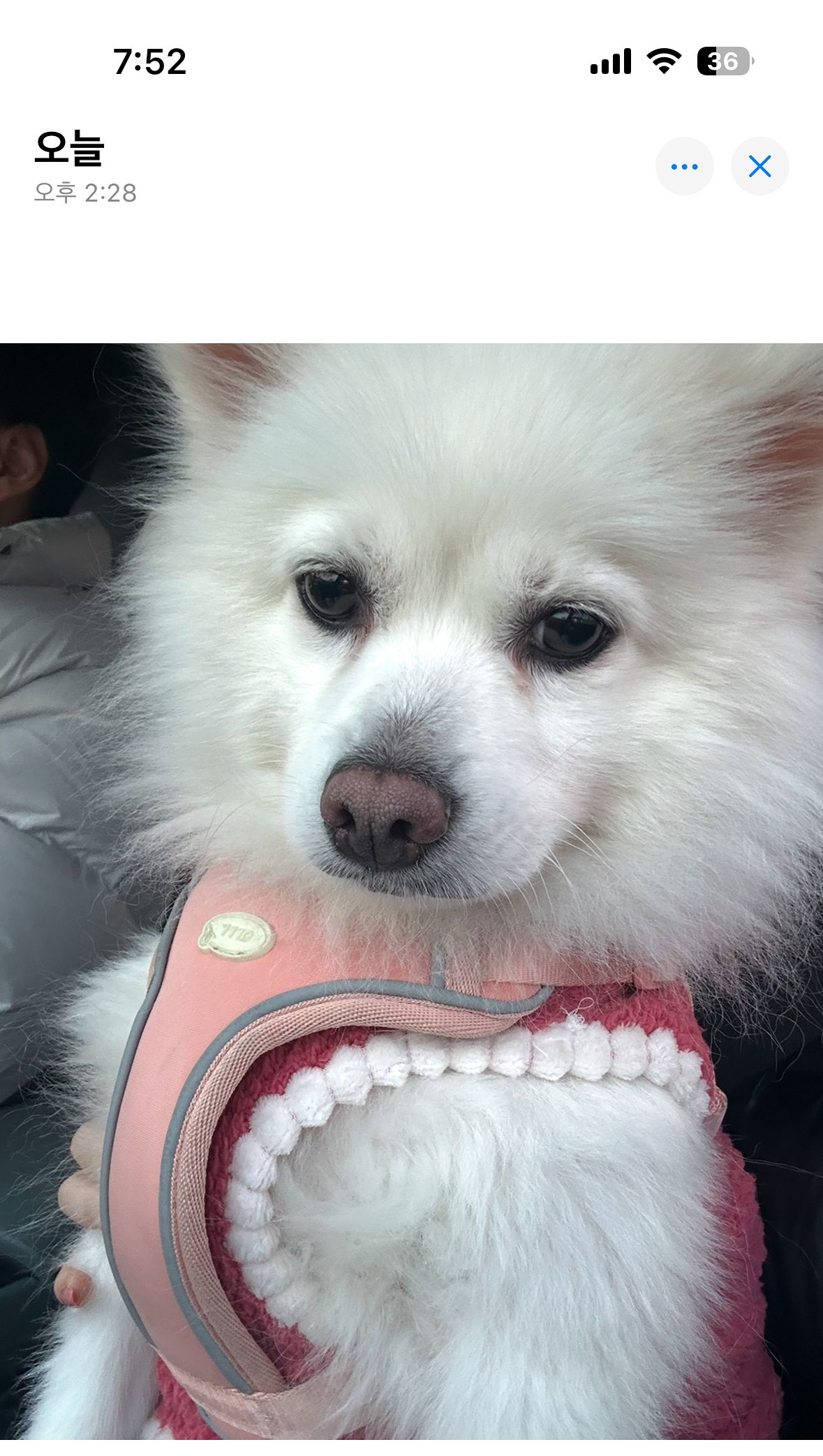 매일 반려동물 산책해요 앨범 사진