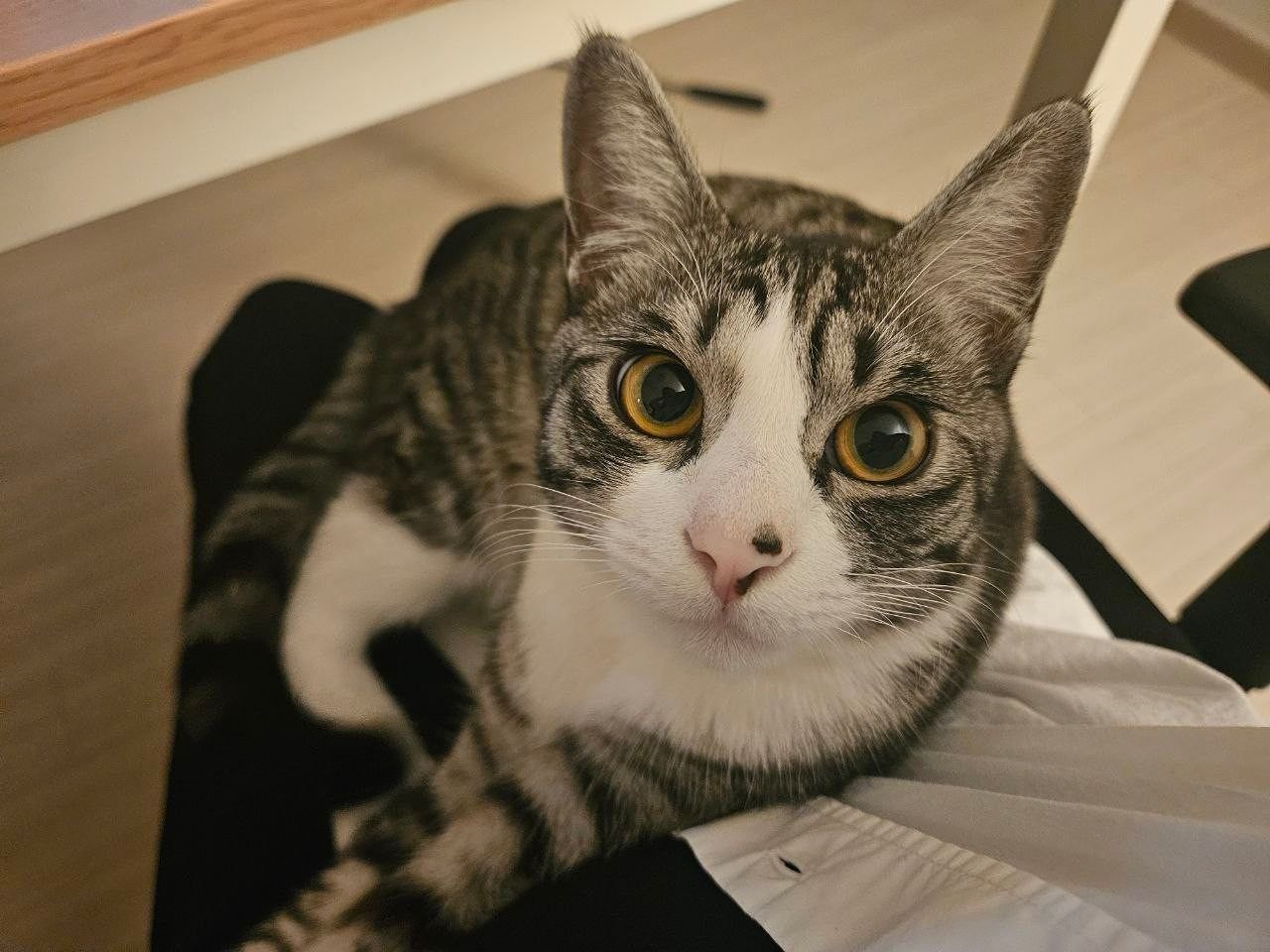 냥크루🐈❣️