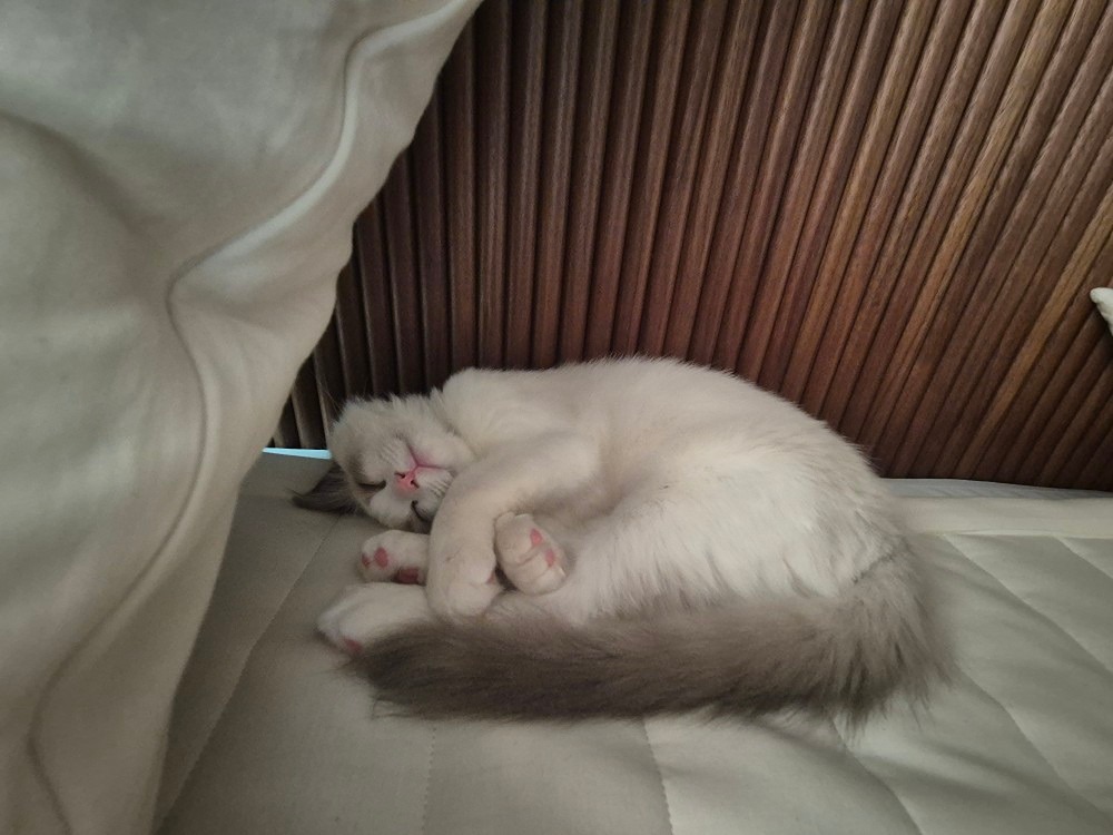 안녕하세요
이제막 4개월 랙돌 냥이를 키우고있는
초보집사입니다.
고양이가 모르고 섬유탈취제를 조금먹고
거품토를 좀했는데
 토하고나서 지금은 밥도잘먹고 변도잘보고있는데
그래도 병원에가서 검사받고 수액맞는게 좋을까요
ㅠㅠㅠ