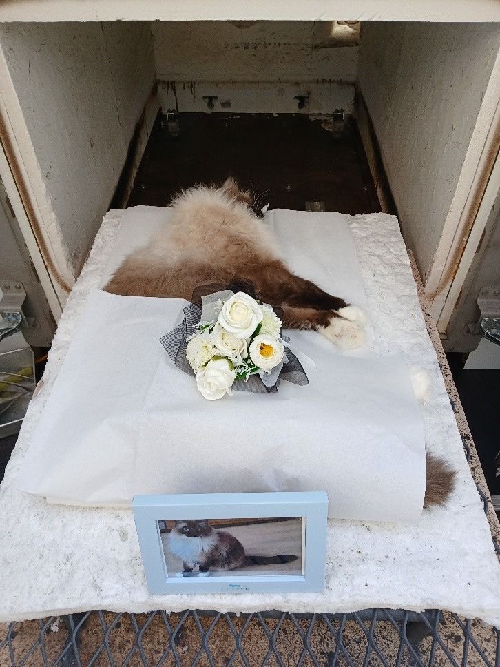 만석고양이 앨범 사진