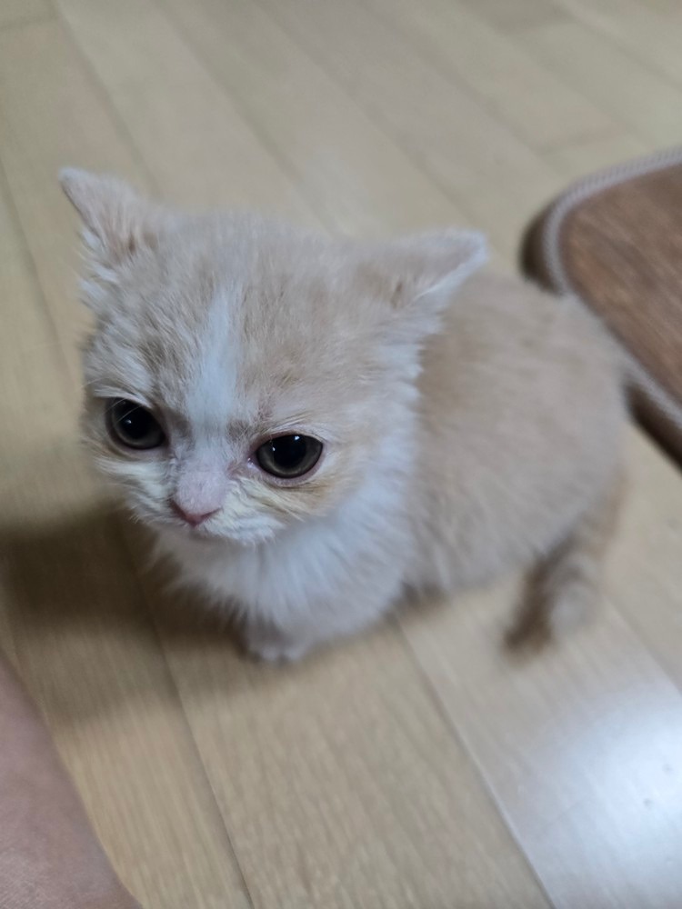 안녕하세요 두아이를 달 키우고 있습니다 방갑습니다